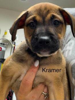 Kramer -  Terrier Dog for Adoption in St. George, Utah - Kramer | PetCurious