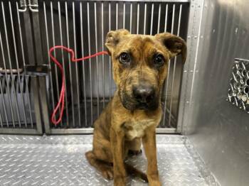 Rescue Pit Bull Terrier and Mixed Breed Dogs for Adoption in Dallas, Texas - OLIVER | PetCurious
