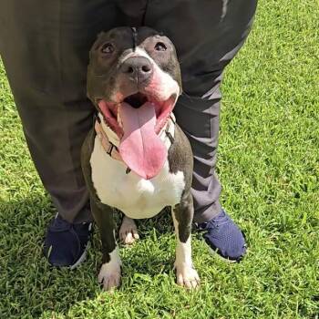 DAISY -  American Staffordshire Terrier Dog for Adoption in Wylie, Texas - DAISY | PetCurious