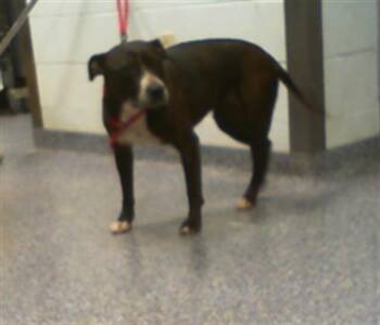 GLADIS -  Pit Bull Terrier Dog for Adoption in Charlotte, North Carolina - GLADIS | PetCurious
