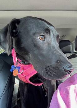 Maple Syrup Pancakes -  Black Labrador Retriever Dog for Adoption in North Little Rock, Arkansas - Maple Syrup Pancakes | PetCurious