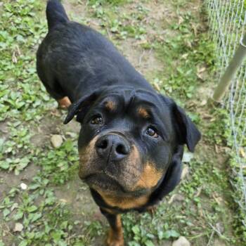 Rottweiler Dogs Available for Adoption in Reisterstown, Maryland - Giselle | PetCurious