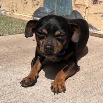 Toby -  Mixed Breed Dog for Adoption in Fairport, New York - Toby | PetCurious
