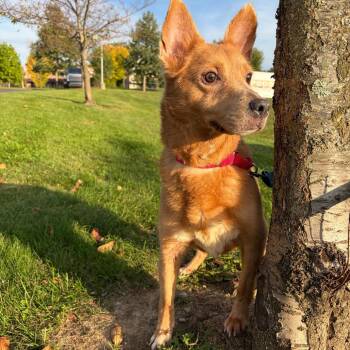 Nevaeh -  Mixed Breed Dog for Adoption in Pittsburgh, Pennsylvania - Nevaeh | PetCurious