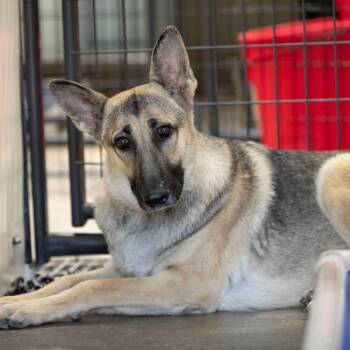 Wendy (S26-138) -  German Shepherd Dog Dog for Adoption in Peyton, Colorado - Wendy (S26-138) | PetCurious
