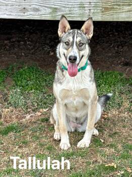 German Shepherd Dog Dogs Available for Adoption - Tallulah | PetCurious