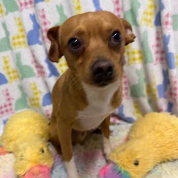 Chihuahua Dogs Available for Adoption in Loxahatchee Groves, Florida - Nick 0304 | PetCurious