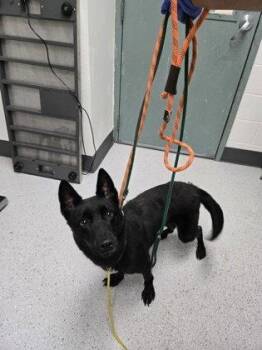 Yuba -  German Shepherd Dog Dog for Adoption in Oakland, California - Yuba | PetCurious