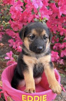 German Shepherd Dog and Labrador Retriever Dogs Available for Adoption - Eddie | PetCurious