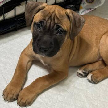 Terrier Dogs Available for Adoption in Birmingham, Alabama - Demi | PetCurious