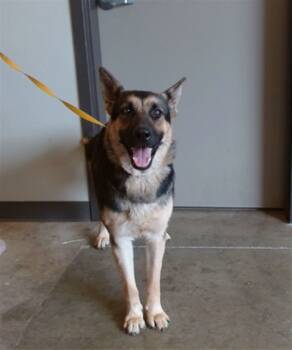 Rescue German Shepherd Dog Dogs for Adoption in Ontario, California - TERRA | PetCurious