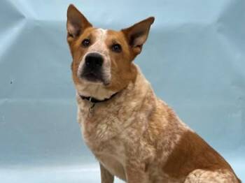 Henry -  Cattle Dog and Mixed Breed Dog for Adoption in Minneapolis, Minnesota - Henry | PetCurious