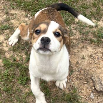 Hound and Beagle Dogs Available for Adoption in Warrior, Alabama - Jellybean  | PetCurious