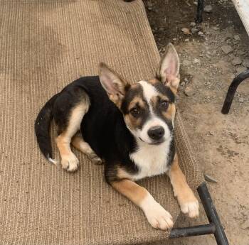 RJ -  German Shepherd Dog and Siberian Husky Dog for Adoption in Texarkana, Texas - RJ | PetCurious