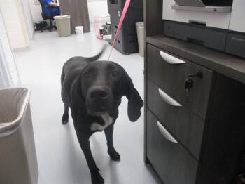 DAISY -  Labrador Retriever and Mixed Breed Dog for Adoption in Ocala, Florida - DAISY | PetCurious