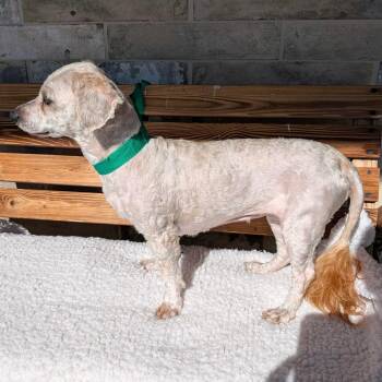 Duchess -  Maltese Dog for Adoption in Chico, California - Duchess | PetCurious