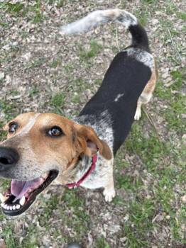 Bluetick Coonhound and American Foxhound Dogs Available for Adoption in Salisbury, Maryland - Brewista | PetCurious