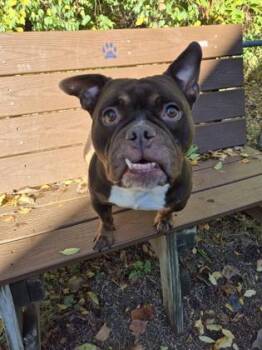 Rescue American Bully Dogs for Adoption in Lafayette, Indiana - Ladybug | PetCurious