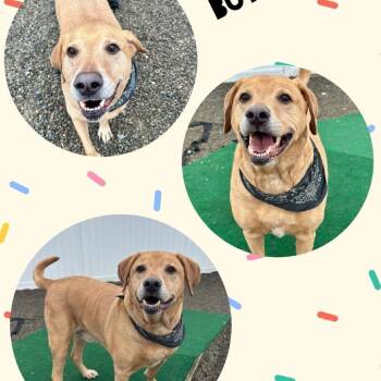 Yellow Labrador Retriever and Mixed Breed Dogs Available for Adoption - Butterball | PetCurious