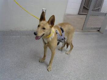 Rescue Belgian Shepherd Malinois and Mixed Breed Dogs for Adoption in Pasadena, Texas - VIOLET | PetCurious