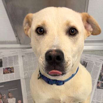 Yellow Labrador Retriever and Mixed Breed Dogs Available for Adoption in Greensboro, Georgia - Barnaby | PetCurious