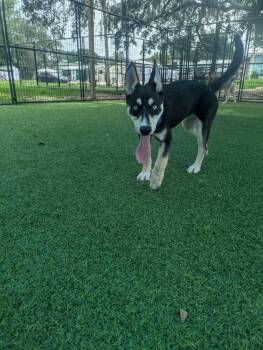 Neevie -  Husky Dog for Adoption in Lakeland, Florida - Neevie | PetCurious