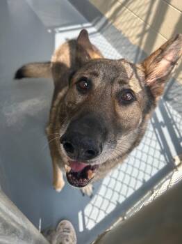 Blitz -  German Shepherd Dog Dog for Adoption in Johnson City, Tennessee - Blitz | PetCurious