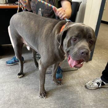 Dozer -  Cane Corso Dog for Adoption in Philadelphia, Pennsylvania - Dozer | PetCurious