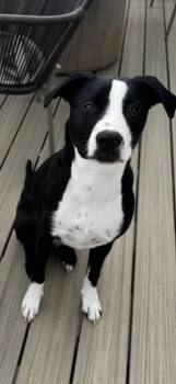 Reggie - Courtesy Listing -  Labrador Retriever Dog for Adoption in Sedalia, Colorado - Reggie - Courtesy Listing | PetCurious