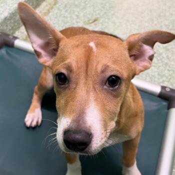 Dora -  Terrier and Hound Dog for Adoption in Calverton, New York - Dora | PetCurious