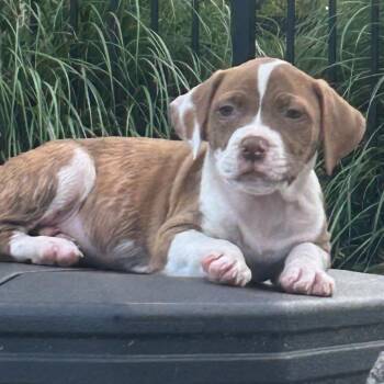 Trixie -  Boxer and Mixed Breed Dog for Adoption in Cincinnati, Ohio - Trixie | PetCurious