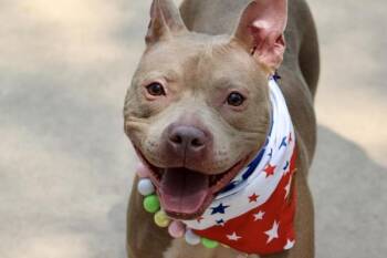 Diana -  Mixed Breed Dog for Adoption - Diana | PetCurious