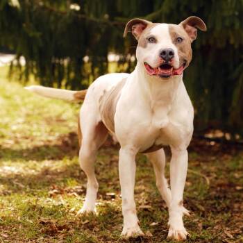 Dexter -  Pit Bull Terrier Dog for Adoption in Versailles, Kentucky - Dexter | PetCurious