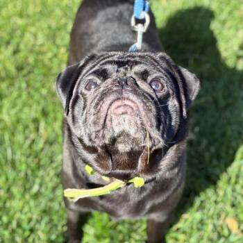 Pug Dogs Available for Adoption in South Elgin, Illinois - Nino | PetCurious