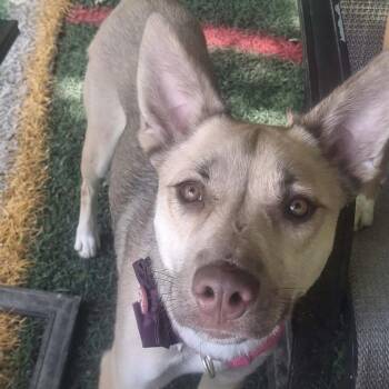Willow -  Husky Dog for Adoption in Groveland, Massachusetts - Willow | PetCurious
