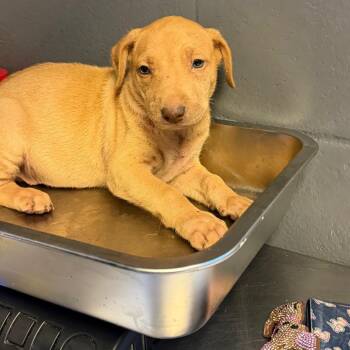 TUSC-Stray-84732_2_3_4 -  Hound and Shepherd Dog for Adoption in Tuscaloosa, Alabama - TUSC-Stray-84732_2_3_4 | PetCurious