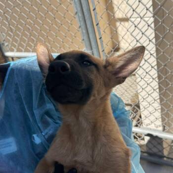 Cheesecake -  Belgian Shepherd Malinois and Mixed Breed Dog for Adoption in Reno, Nevada - Cheesecake | PetCurious