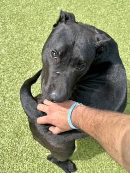 Rio -  Mixed Breed Dog for Adoption in Wichita, Kansas - Rio | PetCurious