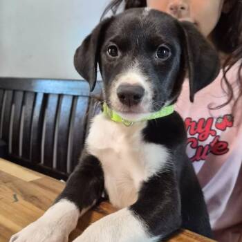 River -  Labrador Retriever and Beagle Dog for Adoption in Bowie, Texas - River | PetCurious