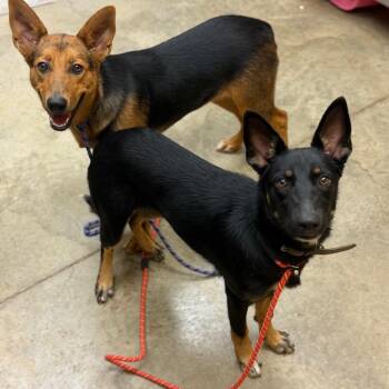 Sherbet -  Shepherd and Mixed Breed Dog for Adoption in Brownsboro, Alabama - Sherbet | PetCurious