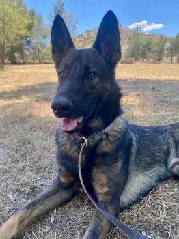 Belgian Shepherd Malinois and German Shepherd Dog Dogs Available for Adoption - Bogey | PetCurious