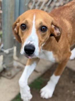 Plott Hound and Terrier Dogs Available for Adoption in Bloomfield, Connecticut - Bella | PetCurious