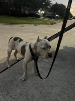 A661402 -  Pit Bull Terrier and American Bulldog Dog for Adoption in Houston, Texas - A661402 | PetCurious