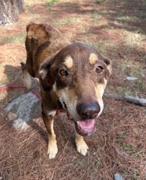 Old Lady Bonnie -  Labrador Retriever Dog for Adoption in Little Rock, Arkansas - Old Lady Bonnie | PetCurious