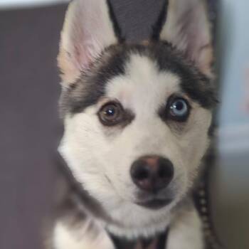 Ghost -  Husky Dog for Adoption in Waldorf, Maryland - Ghost | PetCurious