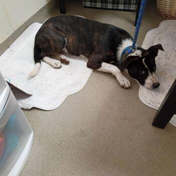 Reese -  Pit Bull Terrier Dog for Adoption in Lynchburg, Virginia - Reese | PetCurious