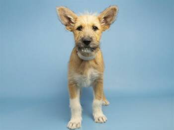 Dutch Shepherd and Parson Russell Terrier Dogs Available for Adoption in Phoenix, Arizona - KING JULIEN | PetCurious