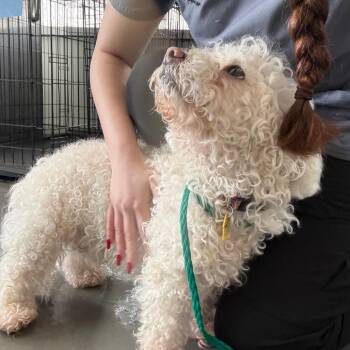Bichon Frise Dogs Available for Adoption - Snow | PetCurious