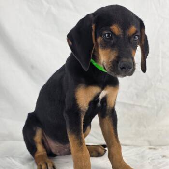 Ace -  Black Mouth Cur Dog for Adoption in Lufkin, Texas - Ace | PetCurious