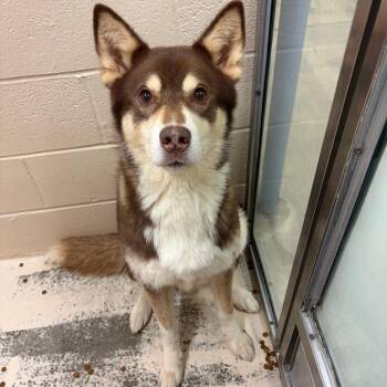 Ninja -  Husky and Mixed Breed Dog for Adoption in Columbia, Missouri - Ninja | PetCurious
